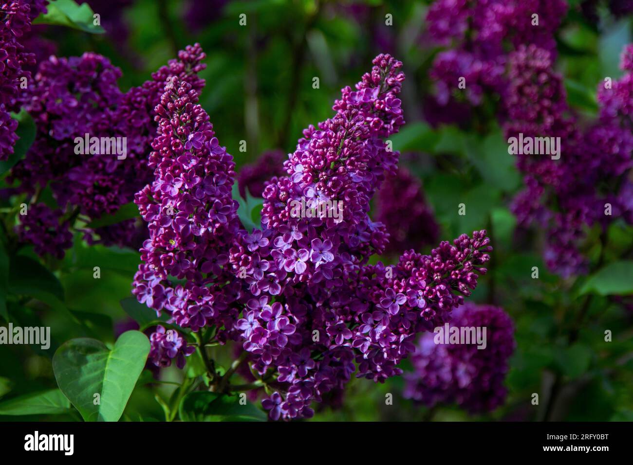 Schöne blühende lila Buschzweige mit leuchtend violetten Blüten und grünen Blättern. Frühling Natur. Stockfoto