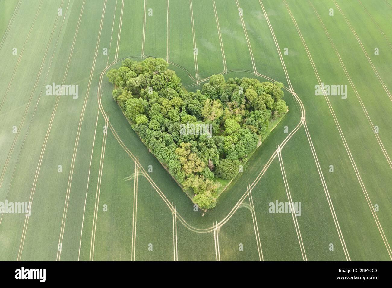 Draufsicht über den herzförmigen Wald, umgeben von einem blühenden Feld in Polen. Bäume der Liebe, Herz aus Bäumen in Sakarszyn Stockfoto