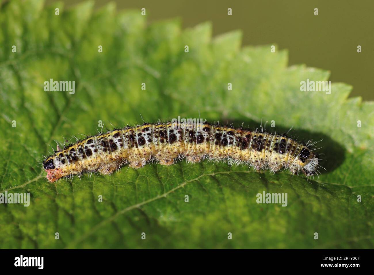 Große weiße Pieris brassicae Raupe Stockfoto