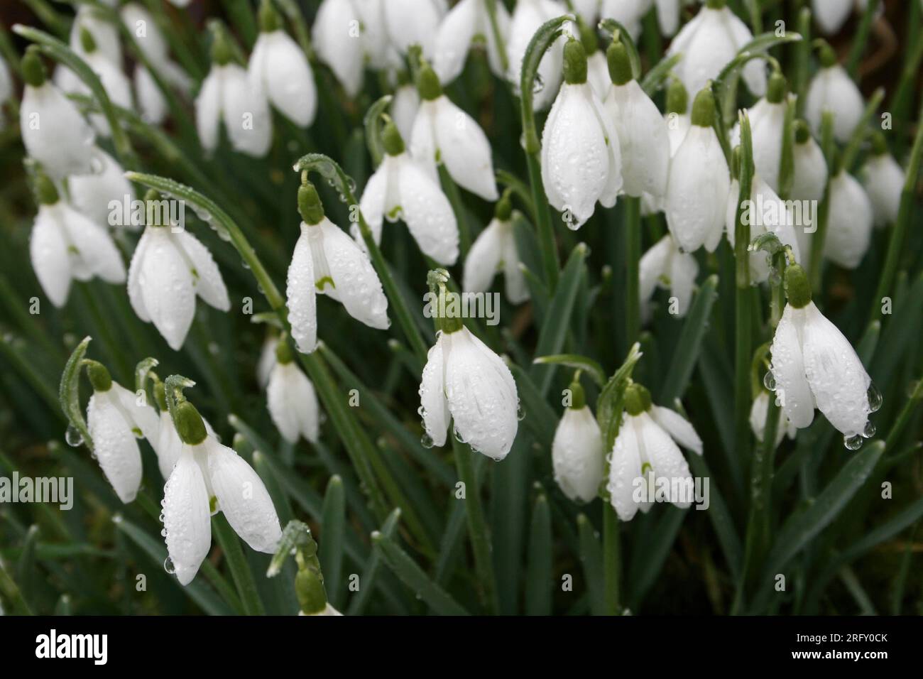 Schneeglöckchen Bedeckt Mit Regentropfen Stockfoto