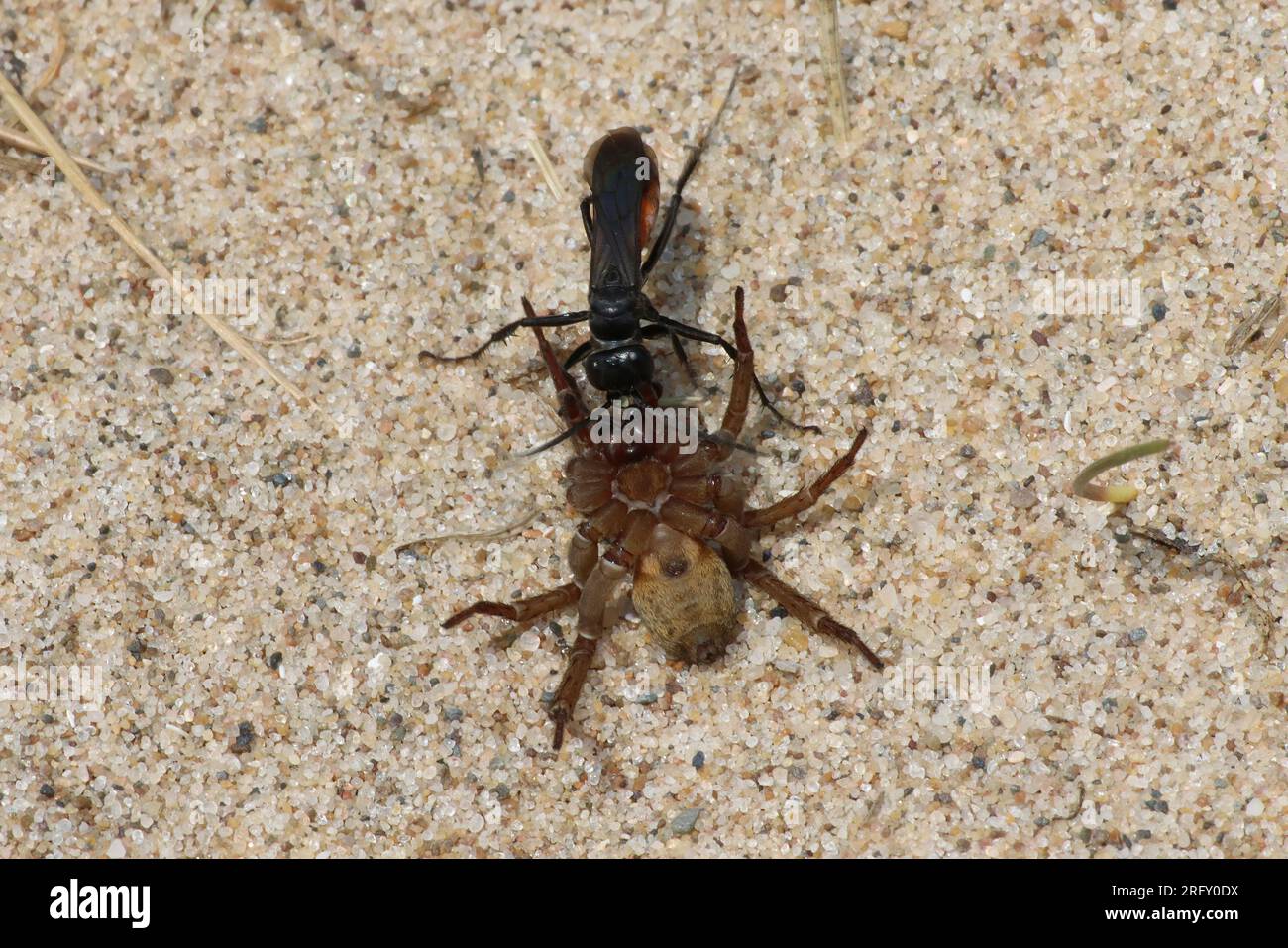 Spinnenjagd Wasp Priocnemis sp. Mit Beute Stockfoto