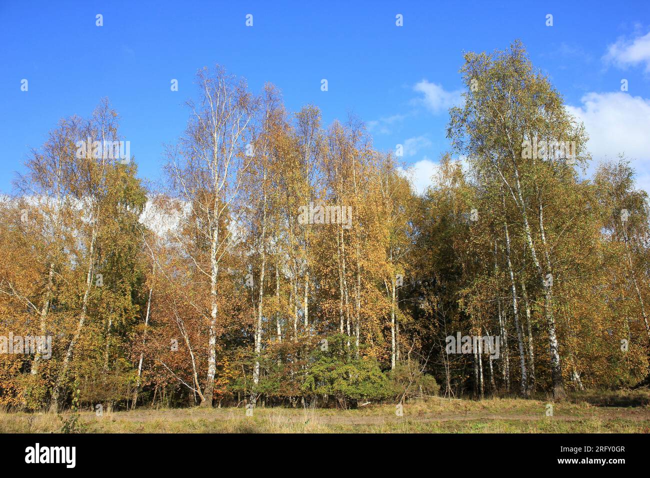 Herbstfarben der Silver Birch Trees im Marford Quarry Nature Reserve, Clwyd, Wales Stockfoto