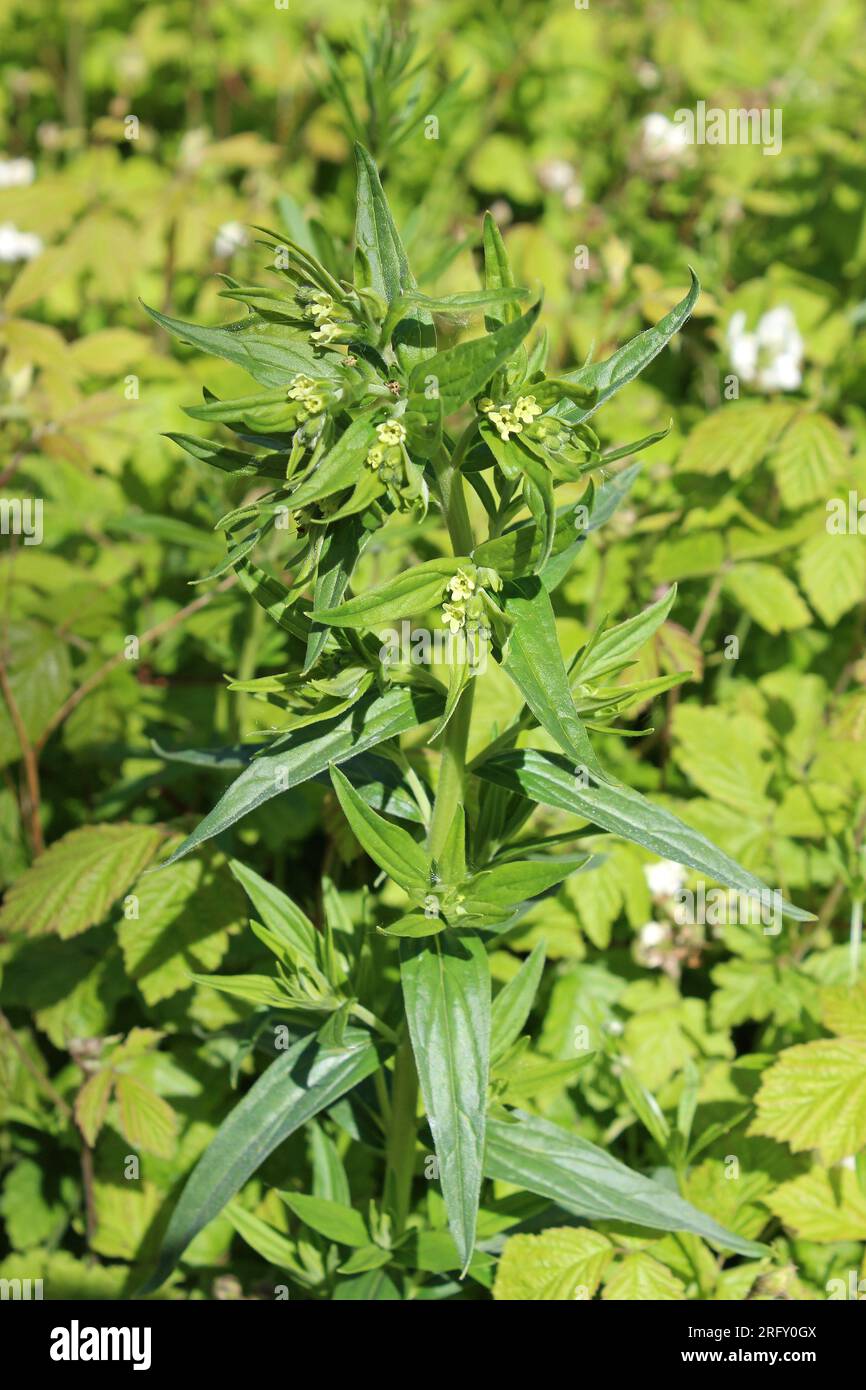 Gromwell Lithospermum officinale Stockfoto