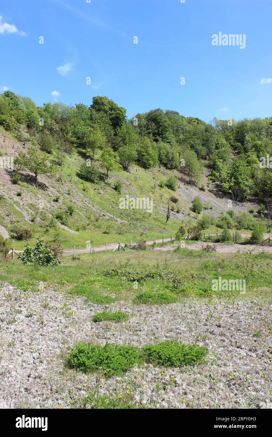 Marford Quarry, ein Naturschutzgebiet des North Wales Wildlife Trust und SSSI in der Nähe von Wrexham, Clywd, Wales, Großbritannien Stockfoto
