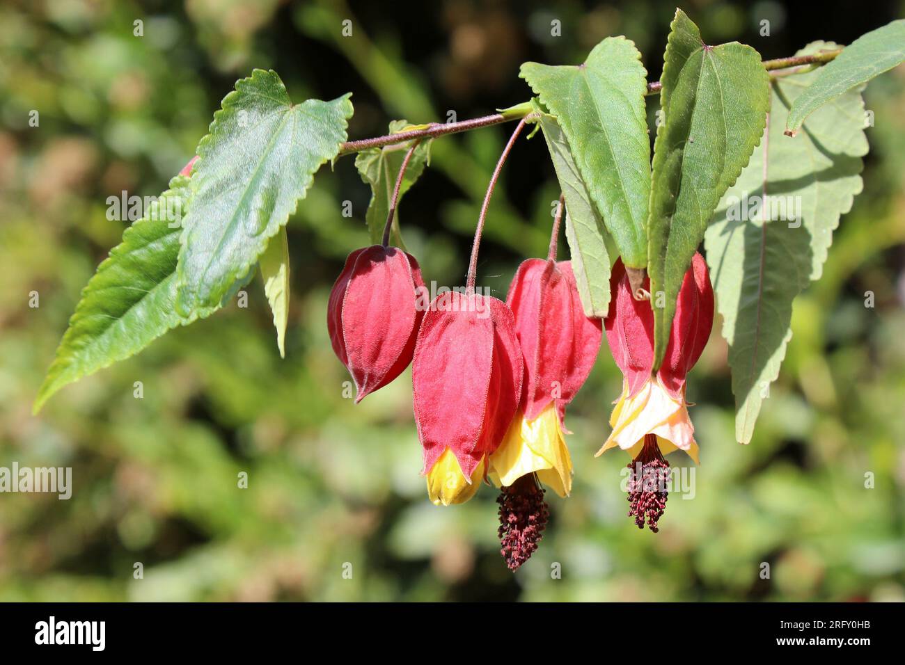 Nachfolgende Ablution – Abutilon megapotamicum syn. Callianthe megapotamica Stockfoto