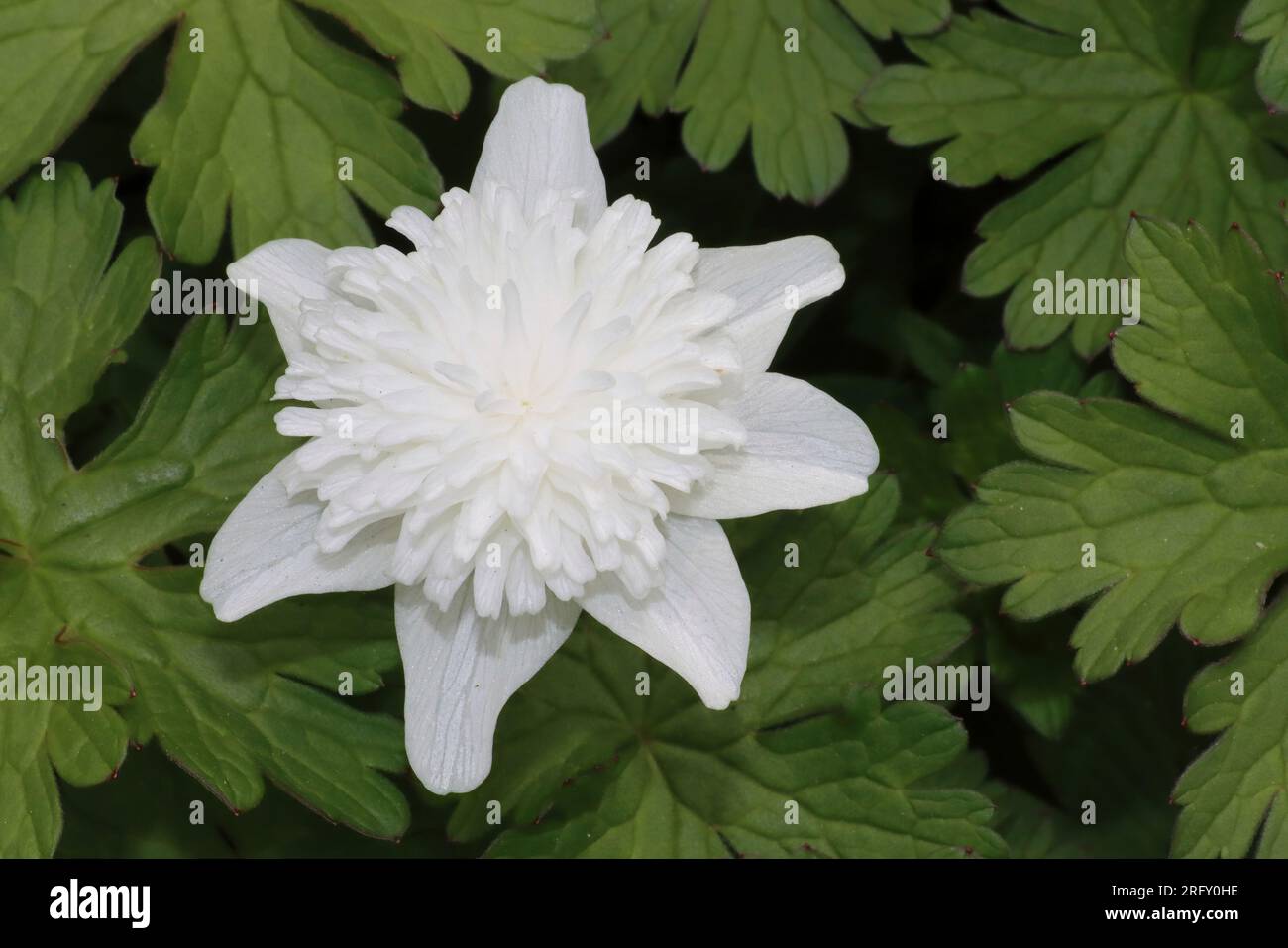 Anemone nemerosa „Vestal“ Stockfoto