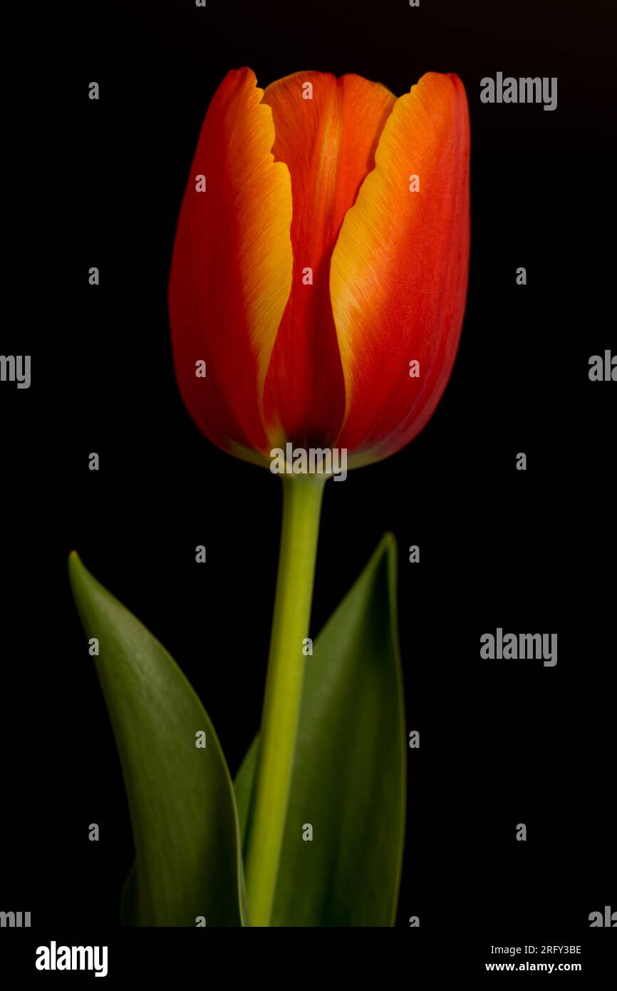 Rote Tulpe auf schwarzem Hintergrund. Stockfoto