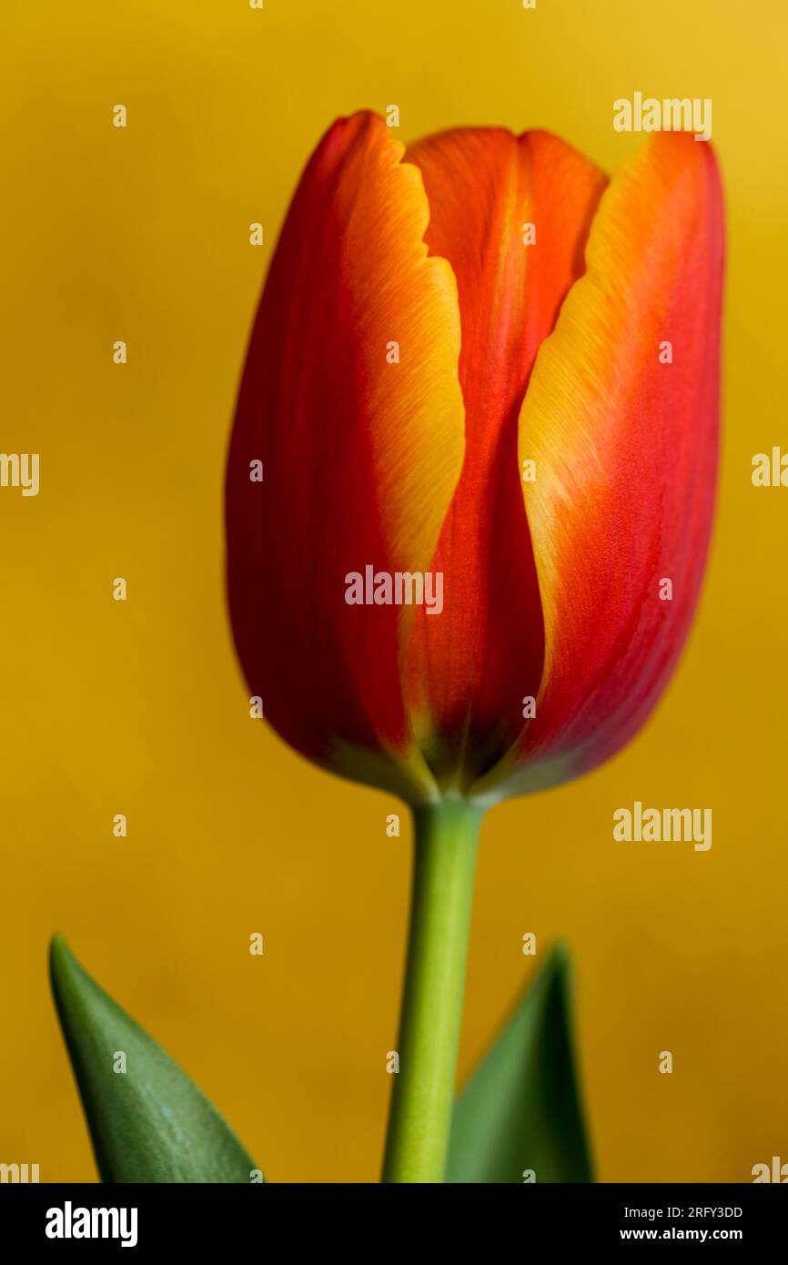 Rote Tulpe auf gelbem Hintergrund. Stockfoto