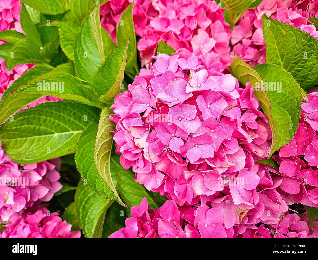 Nahaufnahme eines blühenden, leuchtend rosa Hortensienbusches Stockfoto