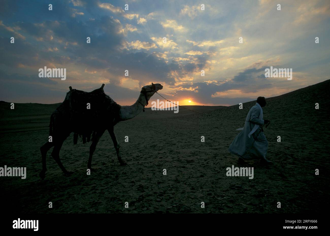 Beduinen mit einem Kamel vor den Pyramiden von gizeh in der Nähe der Stadt Kairo in der Hauptstadt Ägyptens in nordafrika. Ägypten, Kairo, März 2000 Stockfoto