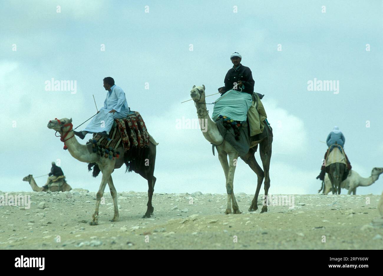 Beduinen mit einem Kamel vor den Pyramiden von gizeh in der Nähe der Stadt Kairo in der Hauptstadt Ägyptens in nordafrika. Ägypten, Kairo, März 2000 Stockfoto