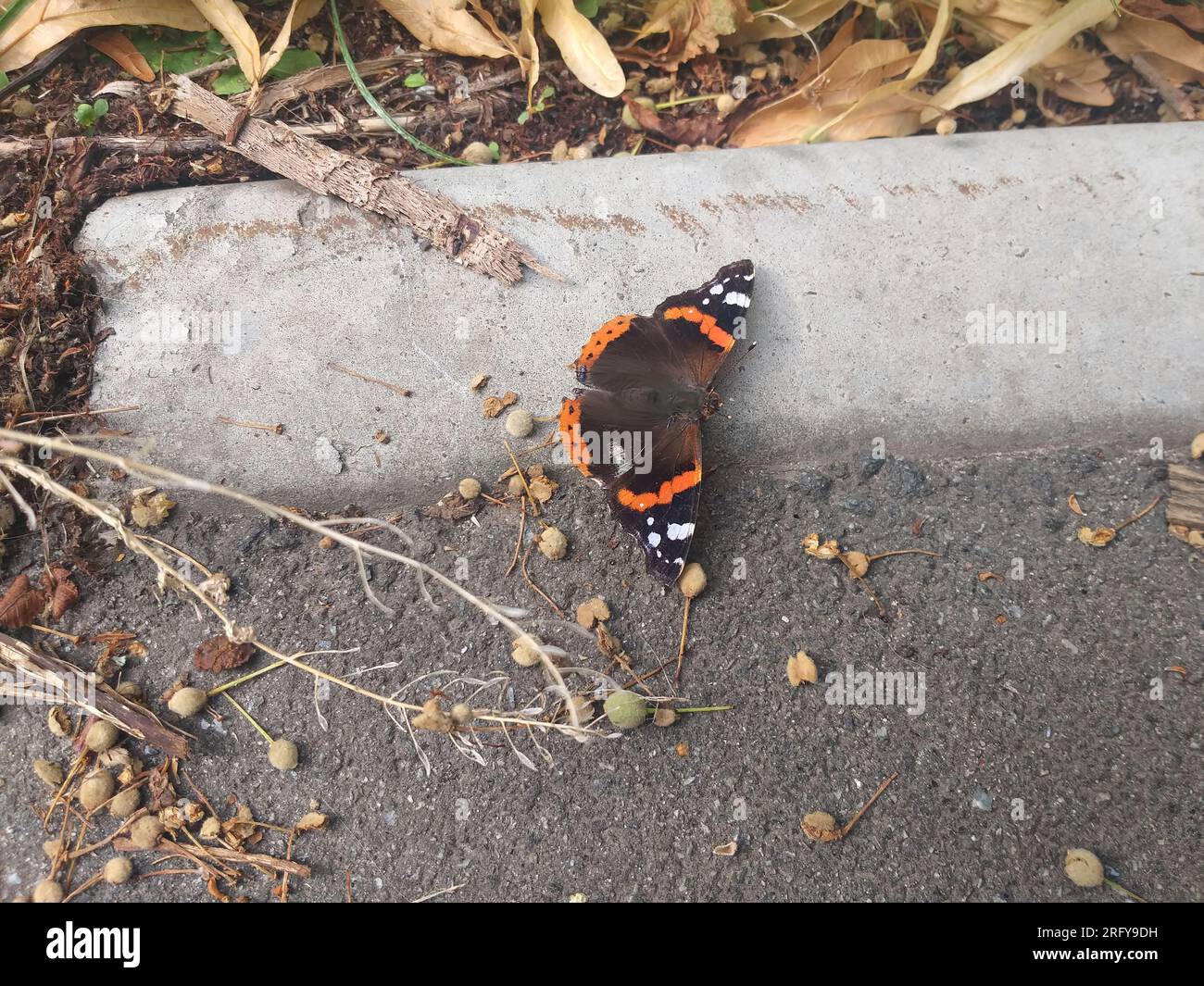 Leuchtend schwarzer und orangefarbener Schmetterling auf Asphalt, selektiver Fokus Stockfoto