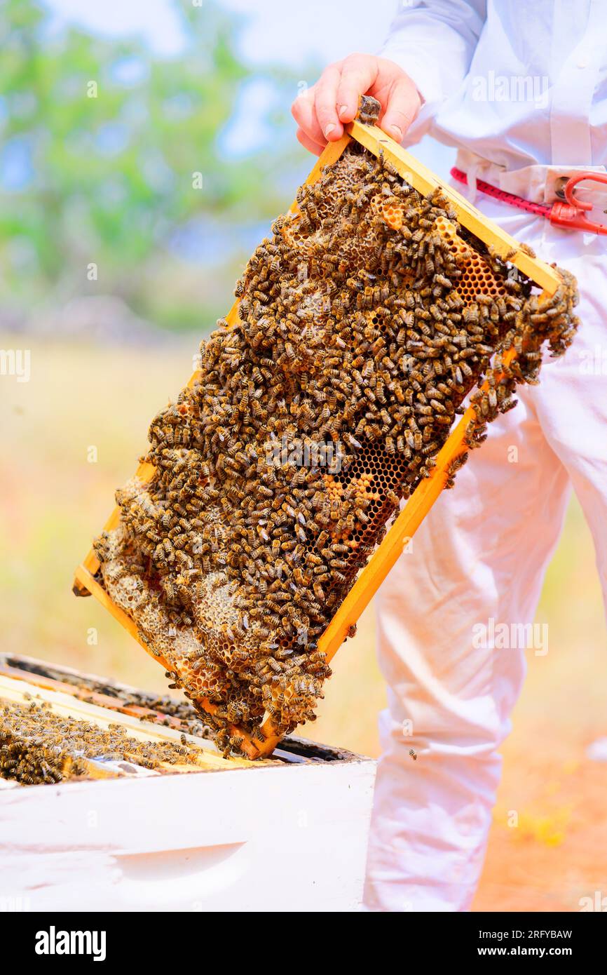 Bienenzucht oder Imkerei, Pflege der Bienen, Arbeitshand am Honig, Imkerei (auch Bienenzucht) mit Bienenstöcken und arbeitende Imker im australischen Outback, Stockfoto
