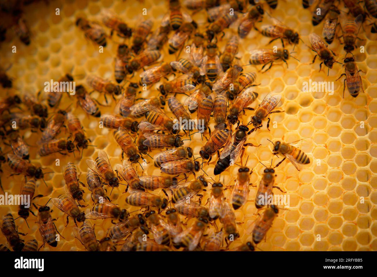 Bienenzucht oder Imkerei, Pflege der Bienen, Arbeitshand am Honig, Imkerei (auch Bienenzucht) mit Bienenstöcken und arbeitende Imker im australischen Outback, Stockfoto