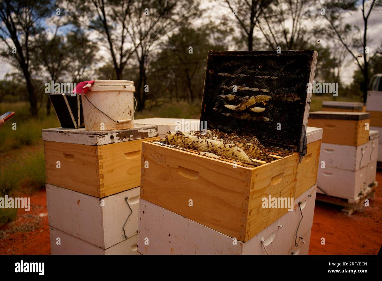 Bienenzucht oder Imkerei, Pflege der Bienen, Arbeitshand am Honig, Imkerei (auch Bienenzucht) mit Bienenstöcken und arbeitende Imker im australischen Outback, Stockfoto