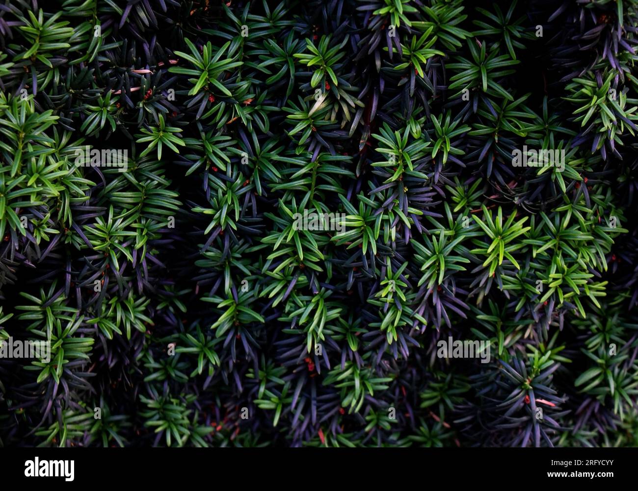 Nahaufnahme des immergrünen Anglojap-Busches (Taxus media Hillii) im Garten. Grüne kleine Zweige von Eibenbäumen. Die grüne Fichtenstaumwand als Pflanzentextur Stockfoto