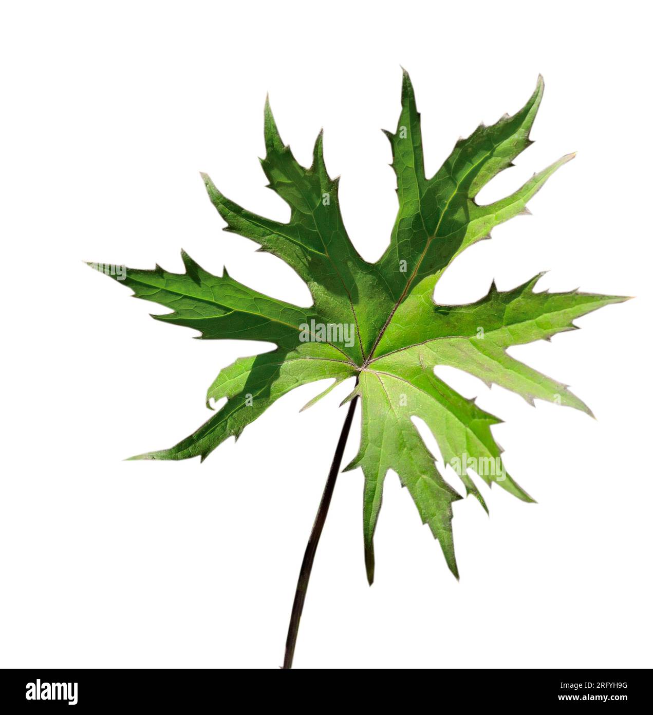 Ligularia przewalskii oder Buzulnik-Blatt isoliert auf weißer Zierpflanze. Die Blätter dieser Art sind elegant, spitz, tief seziert, offen. L Stockfoto