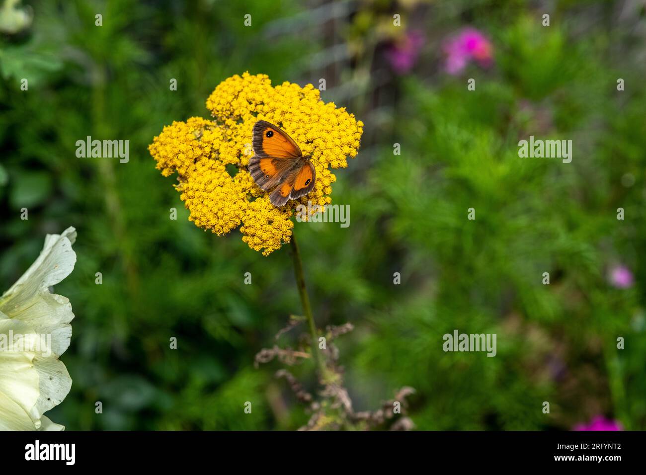 Torwächter Schmetterling sitzt auf Achillea filipendulina - "Stoff aus Gold", Schafgarbe Stockfoto