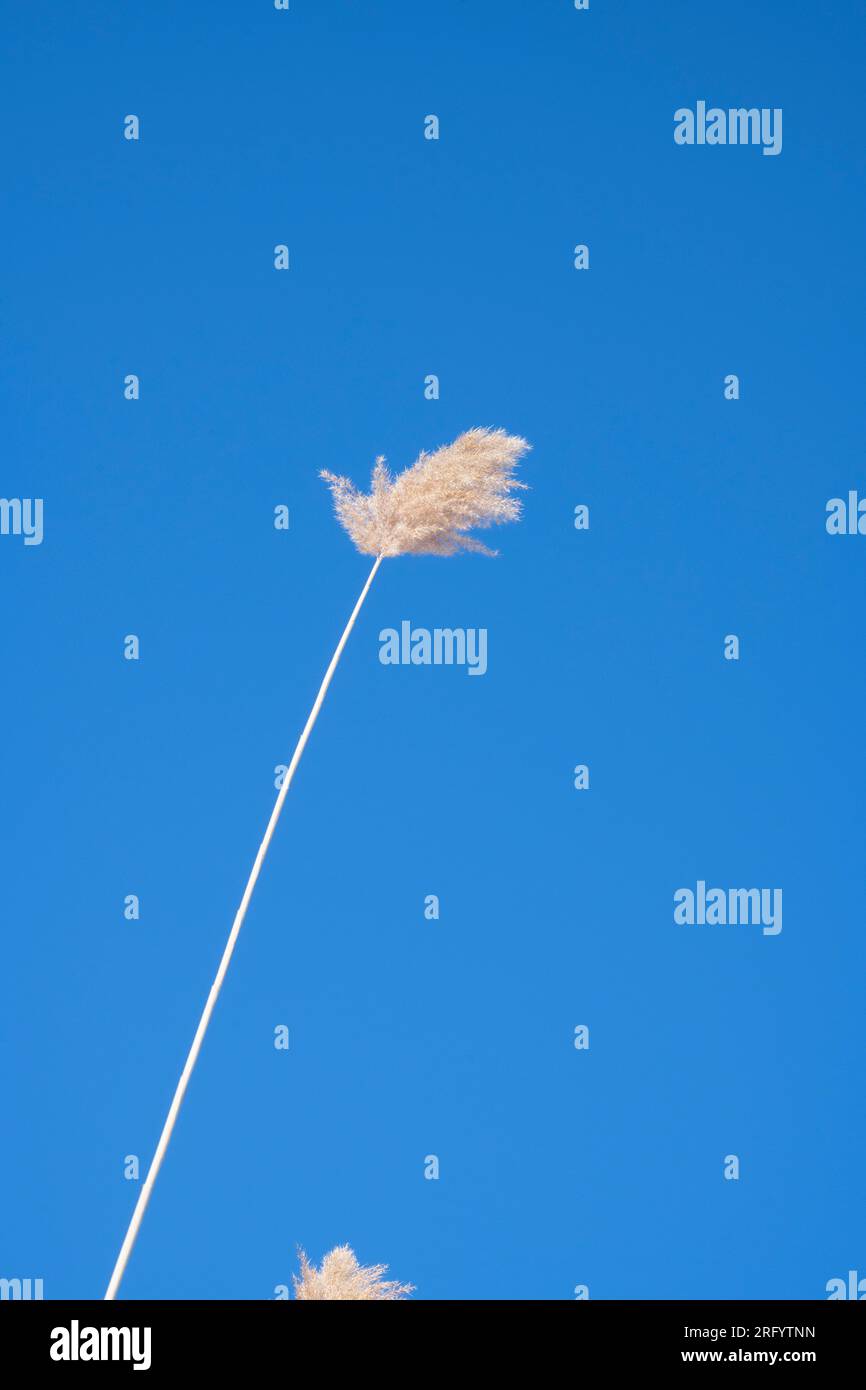 Hohes Gras im Sumpf im Winter vor einem kristallklaren blauen Himmel, Brownsburg, Quebec, Kanada Stockfoto