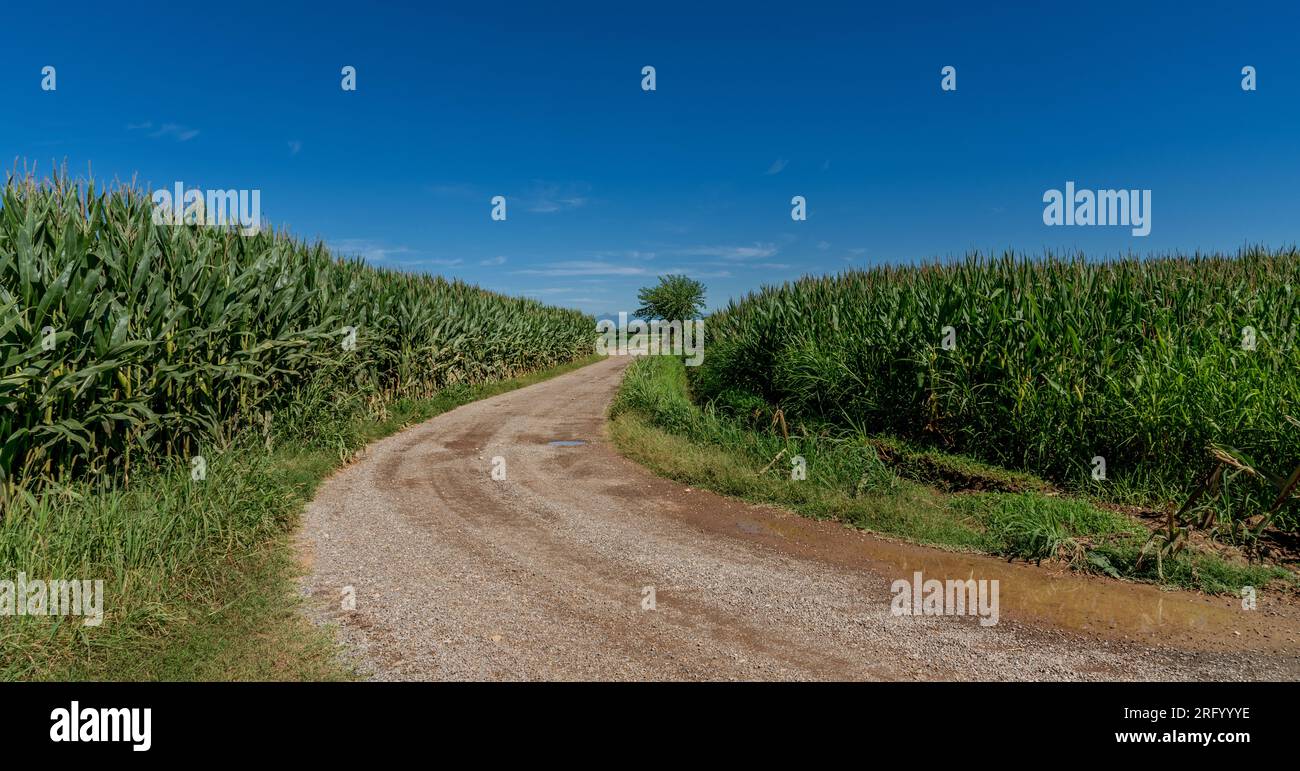 Landstraße zwischen Maisfeldern mit blauem Sommerhimmel. Landschaftslandschaft des Po-Tals in Piemont, Italien Stockfoto