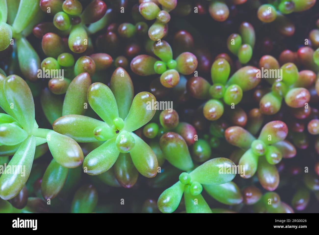 Nahaufnahme des grünen Sedum rubrocinctum im Blumentopf Stockfoto