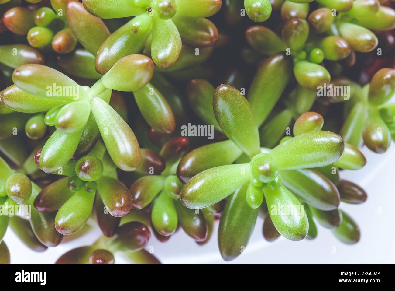 Nahaufnahme des grünen Sedum rubrocinctum im Blumentopf Stockfoto