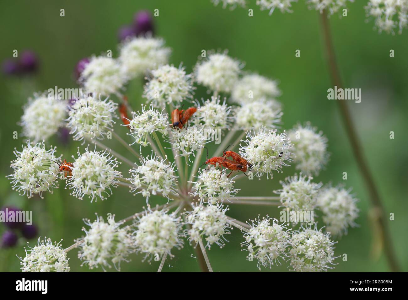 Roter Soldierkäfer, Rhagonycha fulva, Futter von KuhPetersilie. Naturpark, Polen, Bieszczady Mountains. Stockfoto