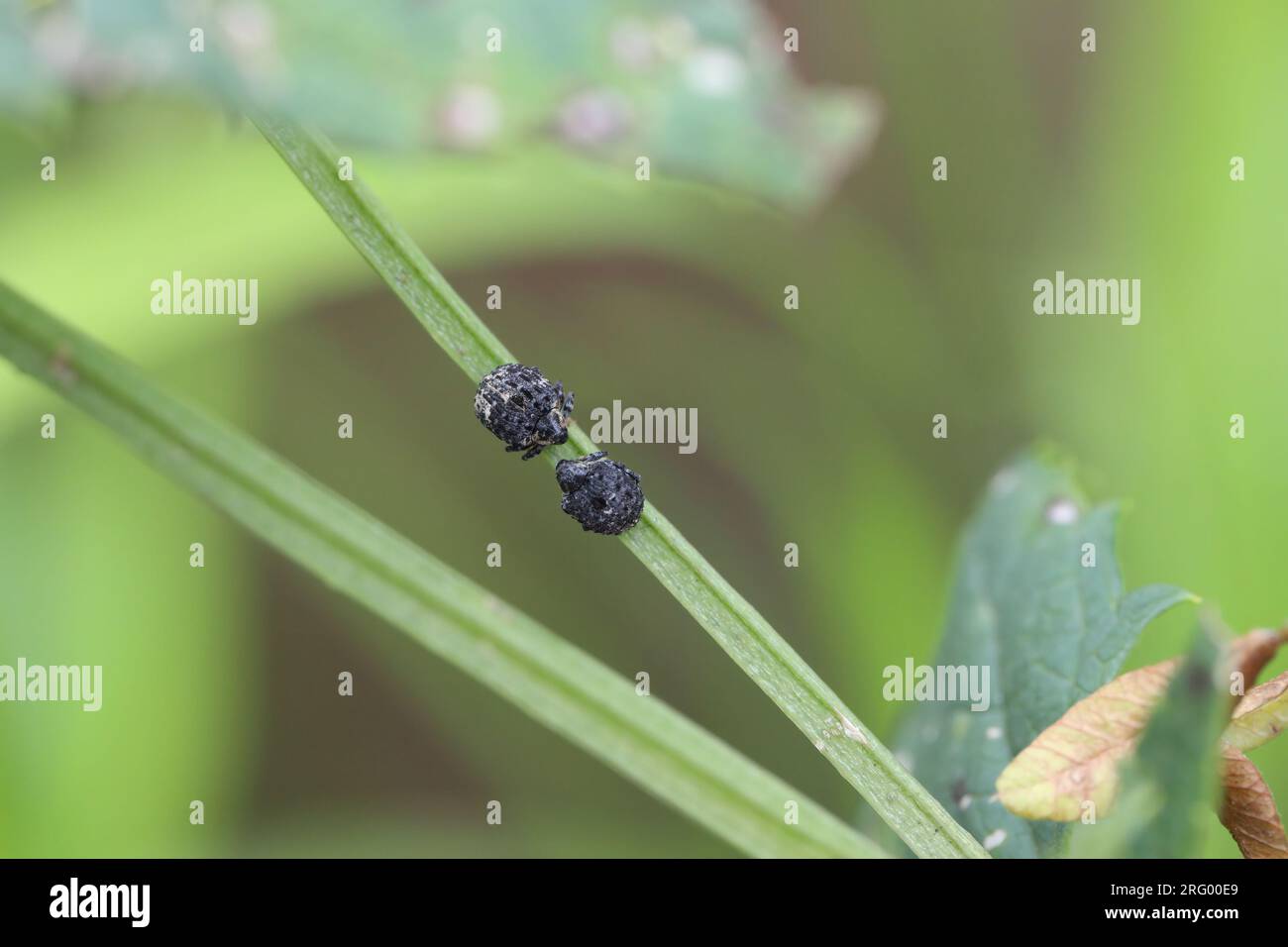 Figwort Weevils (Cionus scrophulariae) auf Lebensmittelpflanzen. Käfer in der Familie Curculionidae, die sich von gewöhnlicher Feigenkraut (Scrophularia nodosa) ernähren. Stockfoto