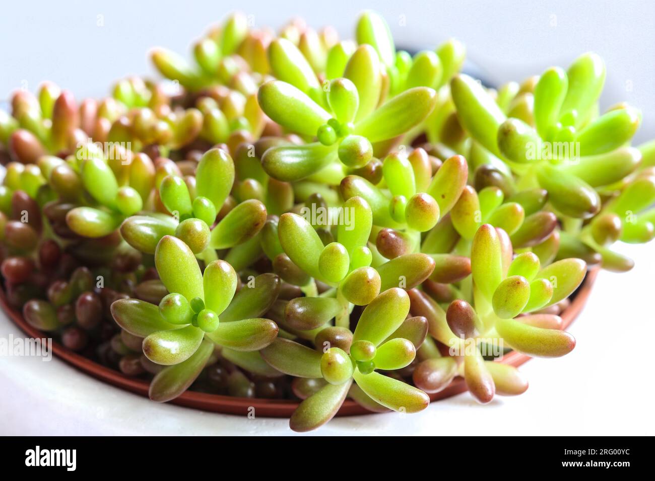Nahaufnahme des grünen Sedum rubrocinctum im Blumentopf Stockfoto