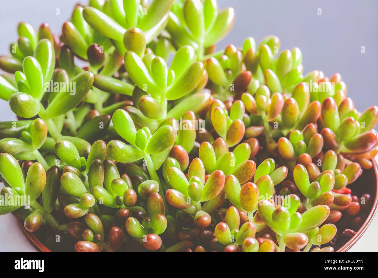 Nahaufnahme des grünen Sedum rubrocinctum im Blumentopf Stockfoto