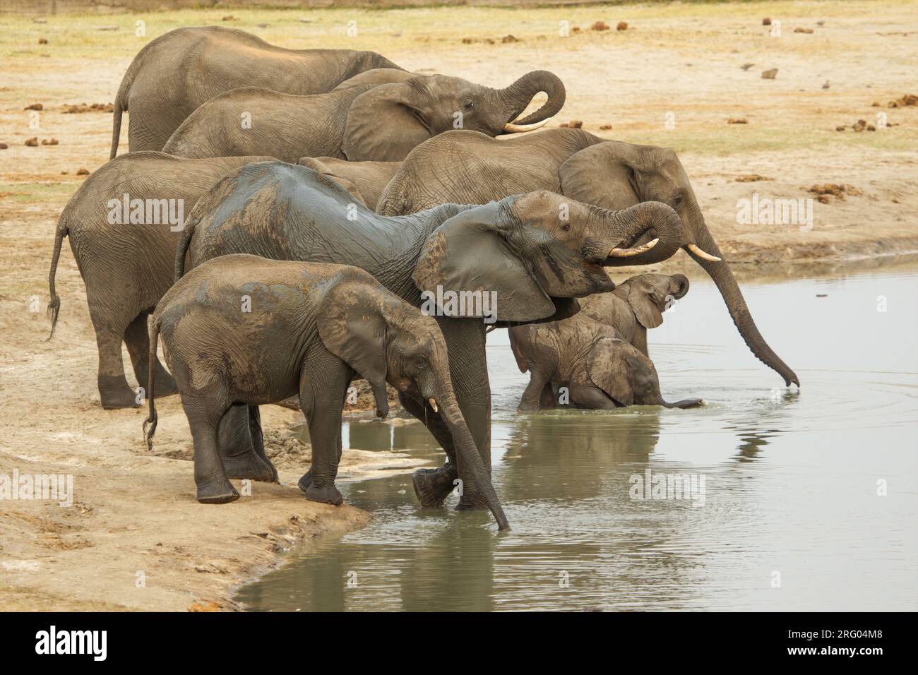 Elefanten im Hwange National Parl, Simbabwe Stockfoto