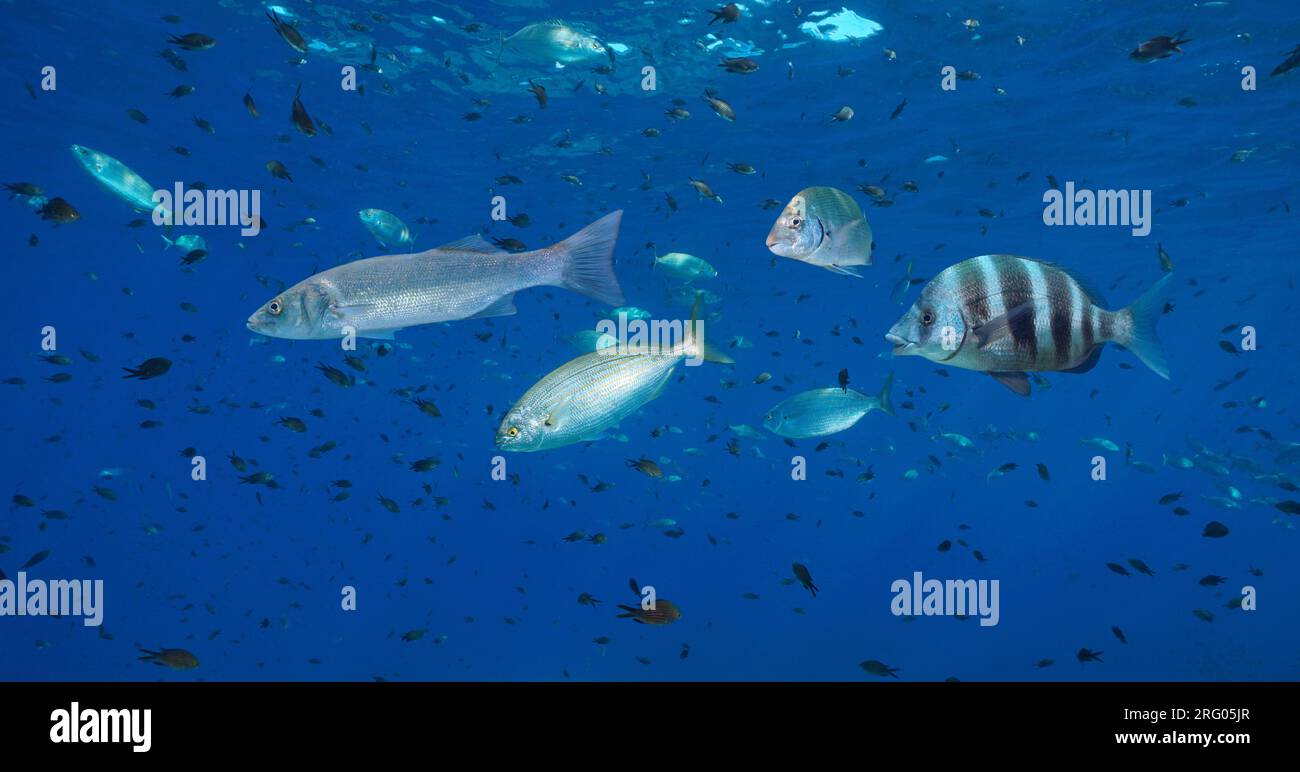 Verschiedene Fischarten des Mittelmeers unter Wasser, Frankreich, Französische Riviera Stockfoto