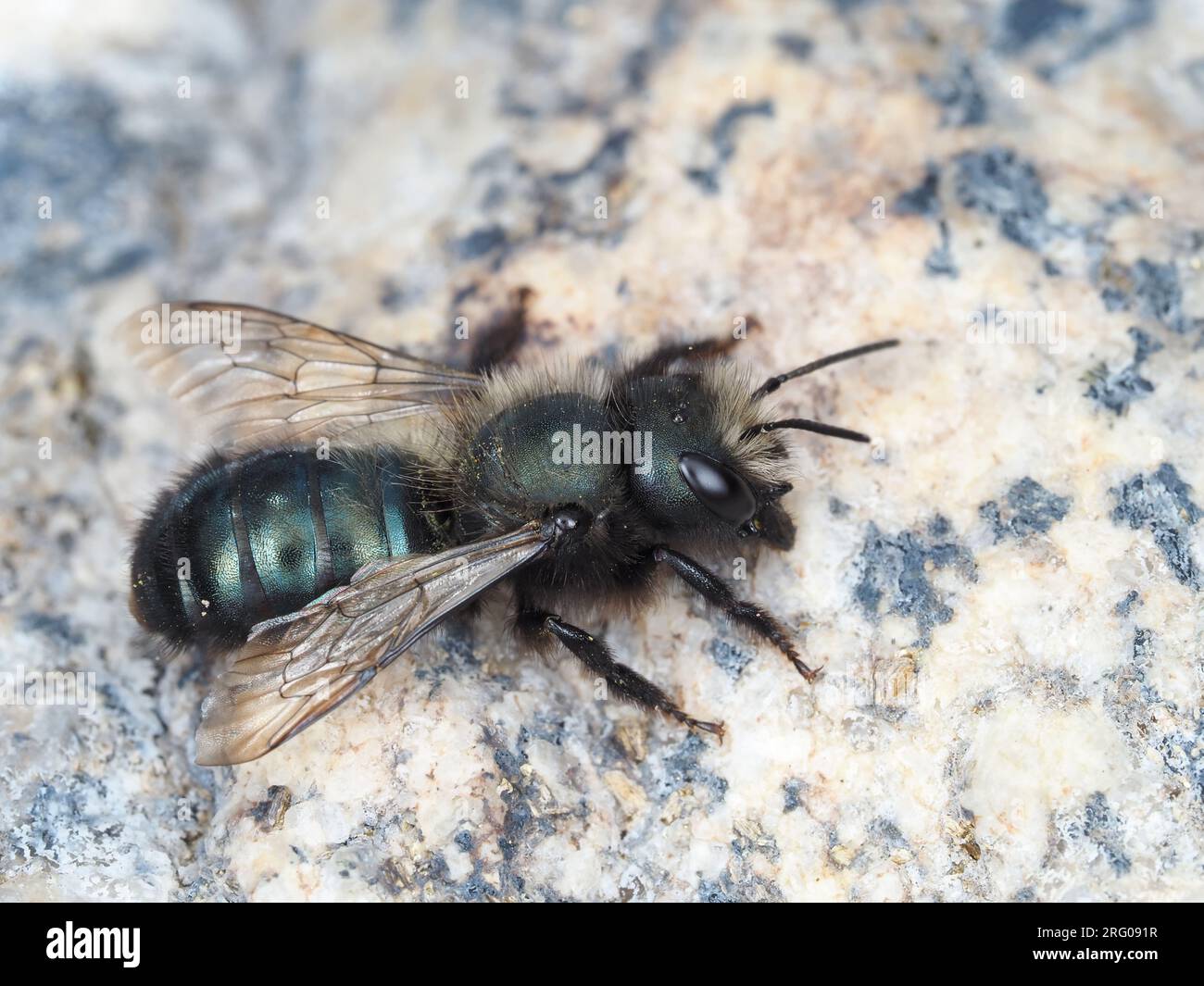 Blaubeerbiene - einheimische einsame amerikanische Biene, Osmia sp. - Möglicherweise Osmia ribifloris Stockfoto