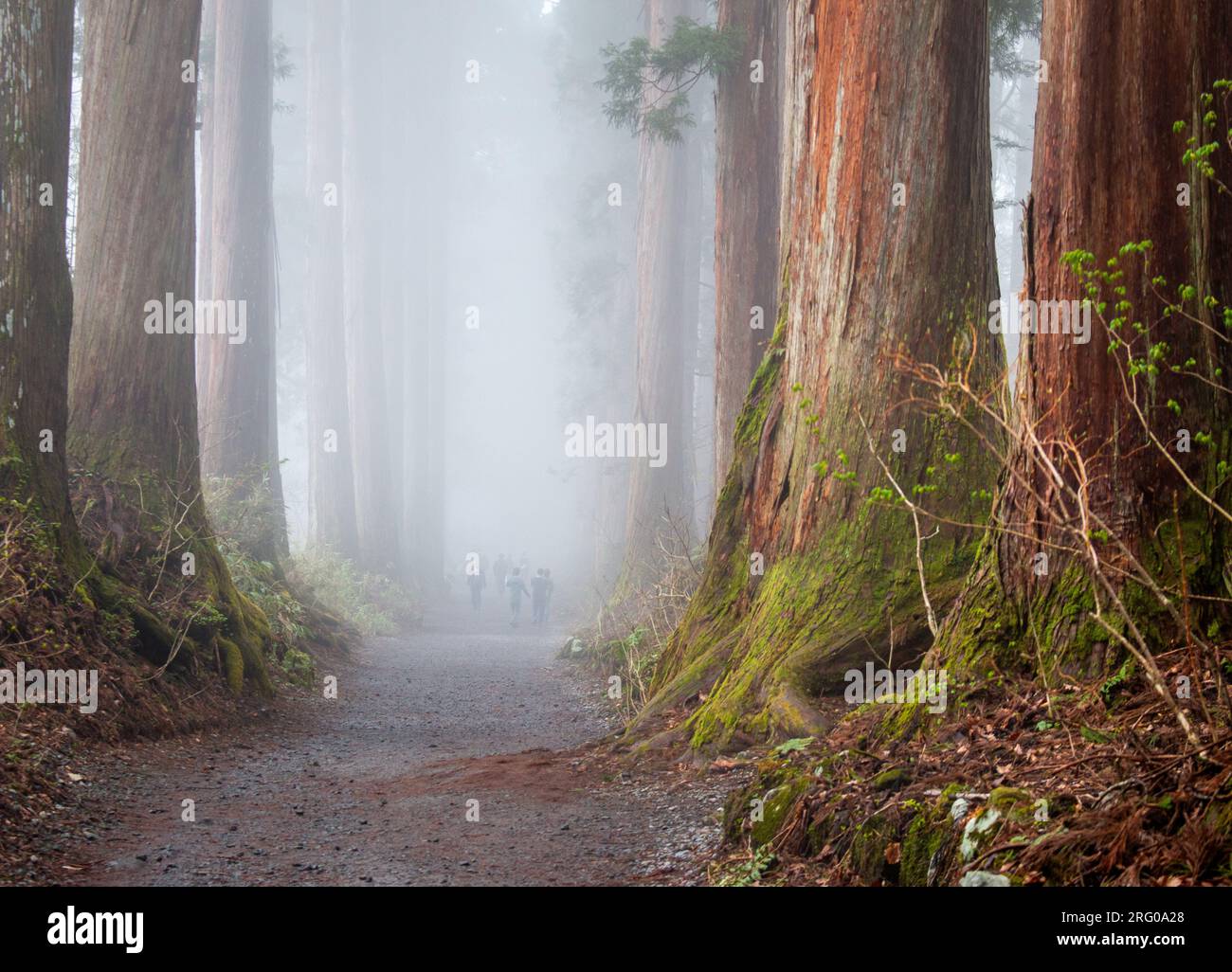 Kryptomiebäume des Togakushi-Schreins im Nebel im Mai, Nagano, Japan Stockfoto