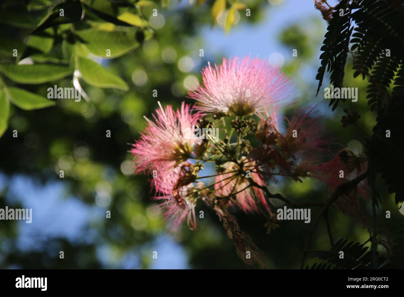 Abstraktes Bild von weichen, seidenrosa Blüten auf einem Mimosa-Baum. Stockfoto