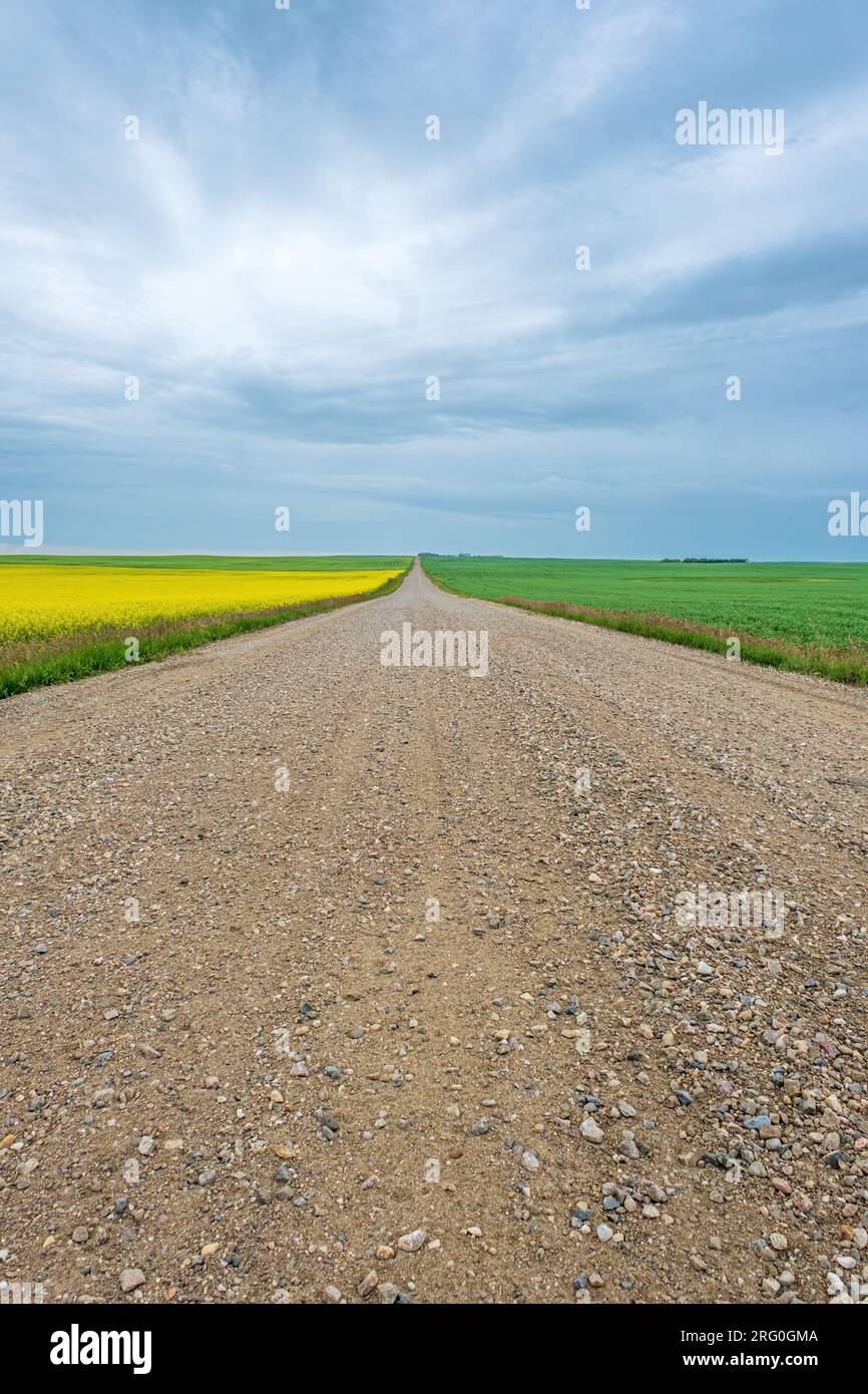 Die ländliche Schotterstraße Saskatchewan ist von Feldern umgeben und zeigt die Weite und Tiefe der kanadischen Prärie. Stockfoto