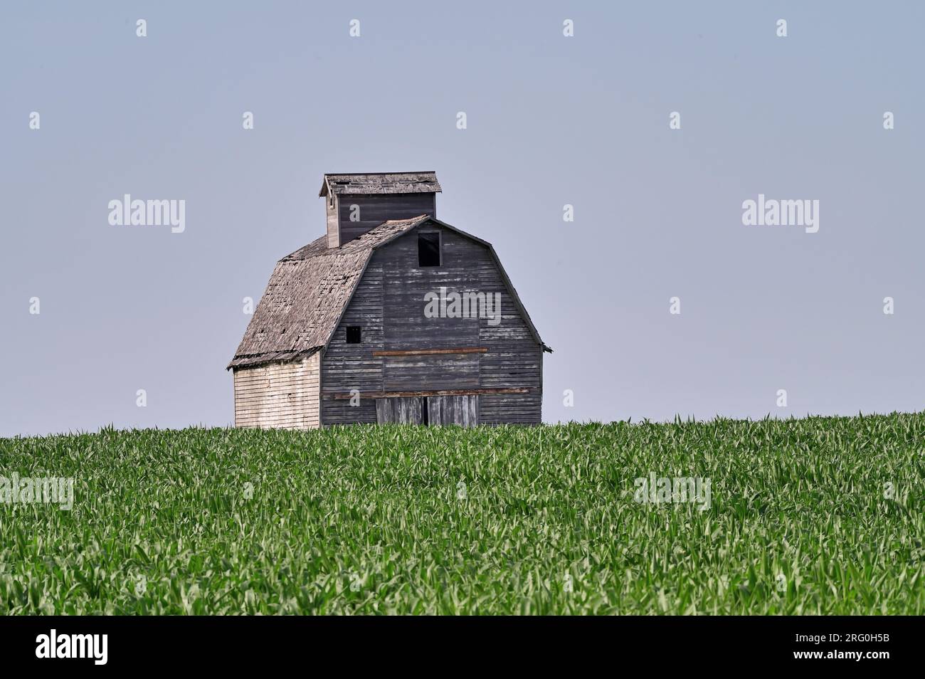 Maple Park, Illinois, USA. Alte Scheune teilweise verdeckt durch reifendes Maisgut. Stockfoto