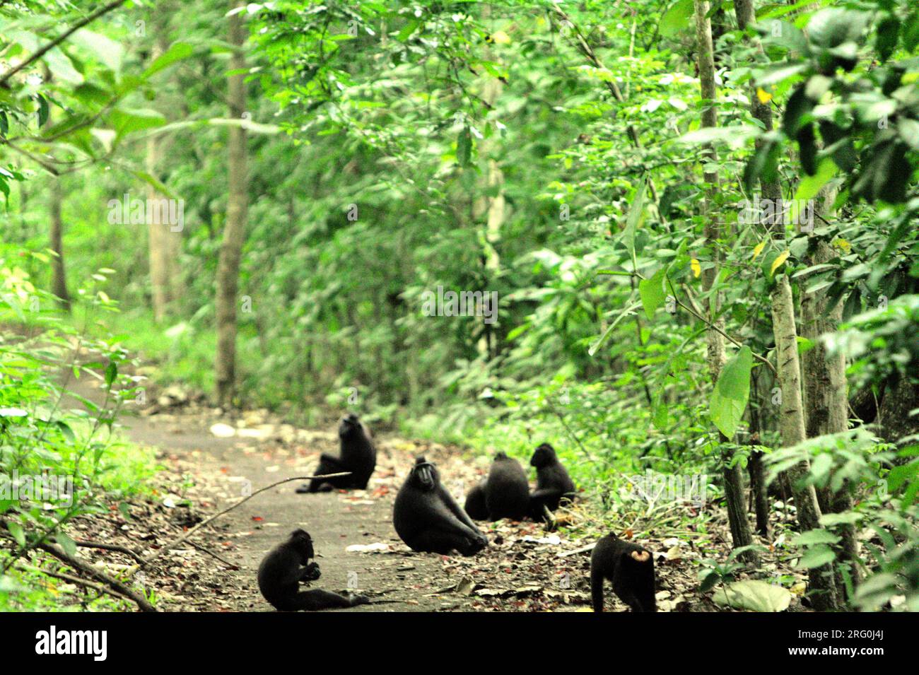 Kammmakaken (Macaca nigra) auf einer Straße im Tangkoko-Wald, Nord-Sulawesi, Indonesien. „Wie die Menschen überhitzen sich Primaten und werden durch körperliche Aktivität bei extrem heißem Wetter dehydriert“, so ein Wissenschaftler, Brogan M. Stewart, in seinem Bericht über das Gespräch. In einer wärmeren Zukunft müssten sie sich anpassen, sich ausruhen und in den heißesten Tageszeiten im Schatten bleiben. Dies könnte bedeuten, dass weniger oder keine Paarung zu suchen ist, was die Gesamtaufnahme der Nahrung einschränken und den Fortpflanzungszyklus verändern könnte“, fügte er hinzu. Die Temperatur im Tangkoko-Wald steigt, und die... Stockfoto
