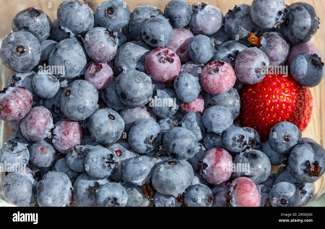 'Blue Crop' Northern Highbusch Blueberry, Amerikansk blåbär (Vaccinium corymbosum) Stockfoto
