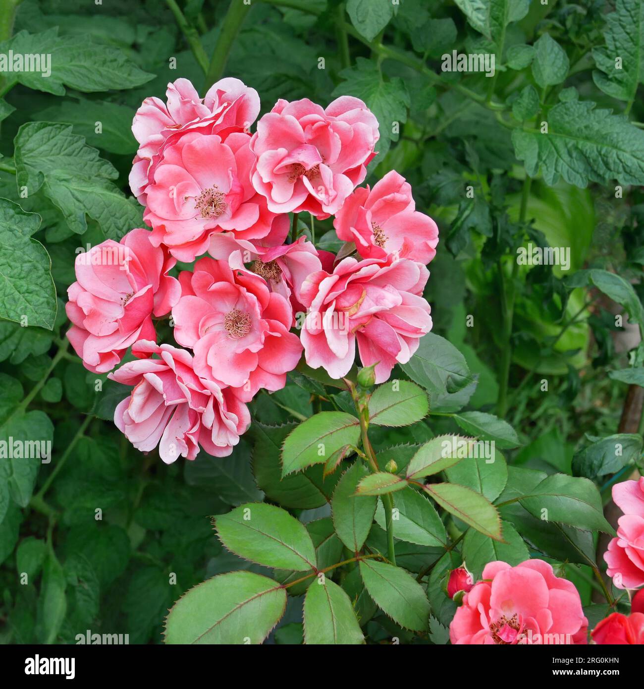 Rosafarbene Rosenblumen auf dem Hintergrund der großen grünen Tomatenblätter, lebendiges Bild, Nahaufnahme Stockfoto