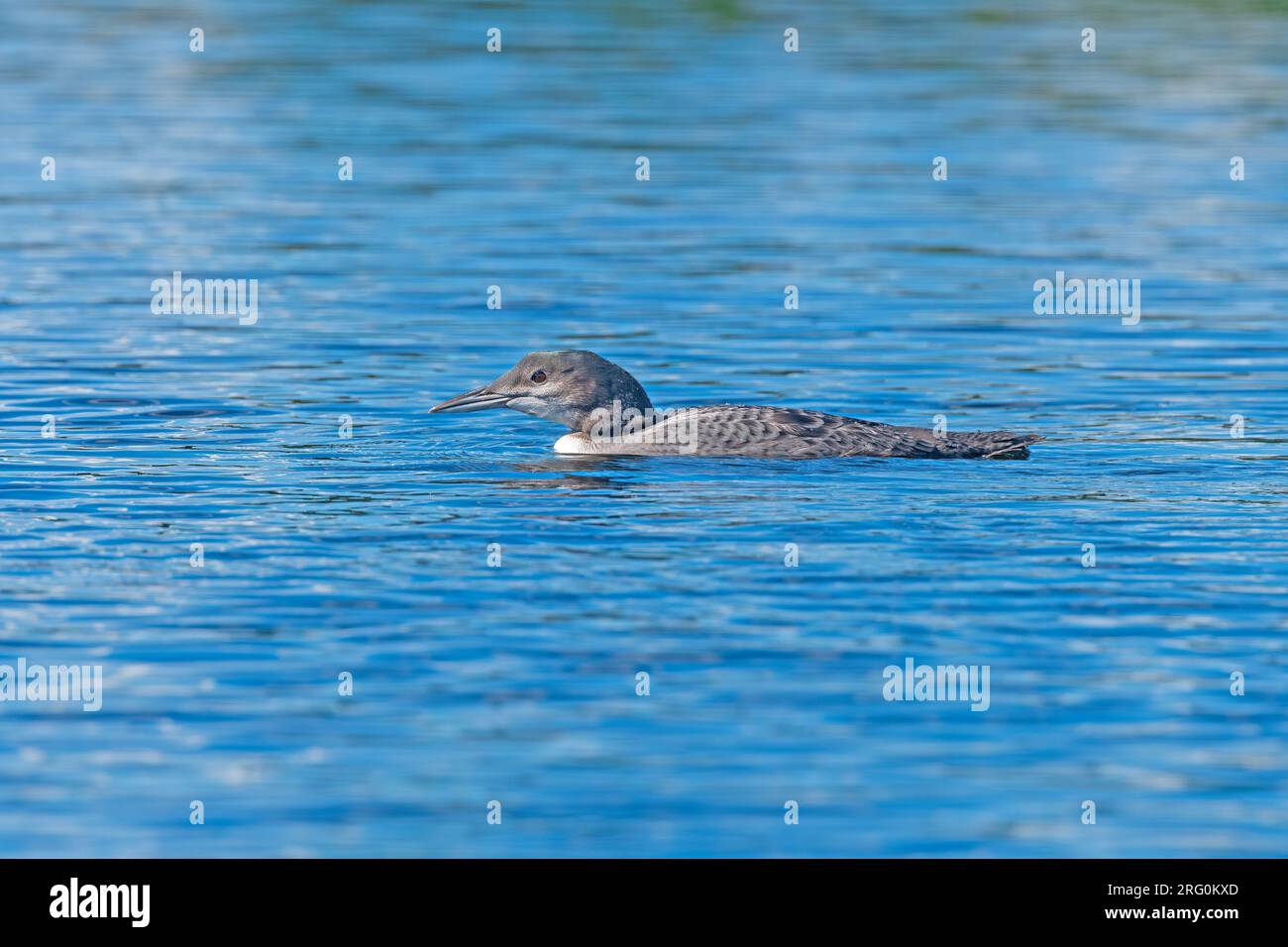 Unreife Lachse schwimmen tief im Wasser am Ogishkemuncie Lake in den Boundary Waters in Minnesota Stockfoto