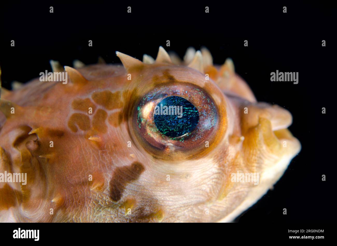 Orbicular Burrfish, Cyclichthys orbicularis, Nachttauchen, TK1 Tauchplatz, LembritStraits, Sulawesi, Indonesien Stockfoto