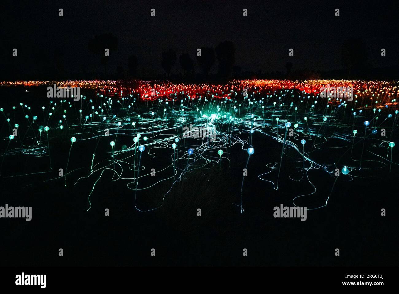 Lichtfeld bei Nacht, mit Uluru jenseits. Die Ausstellung mit winkenden Lichtspindeln ist das Werk des britischen Künstlers Bruce Munro. Es deckt ab Stockfoto