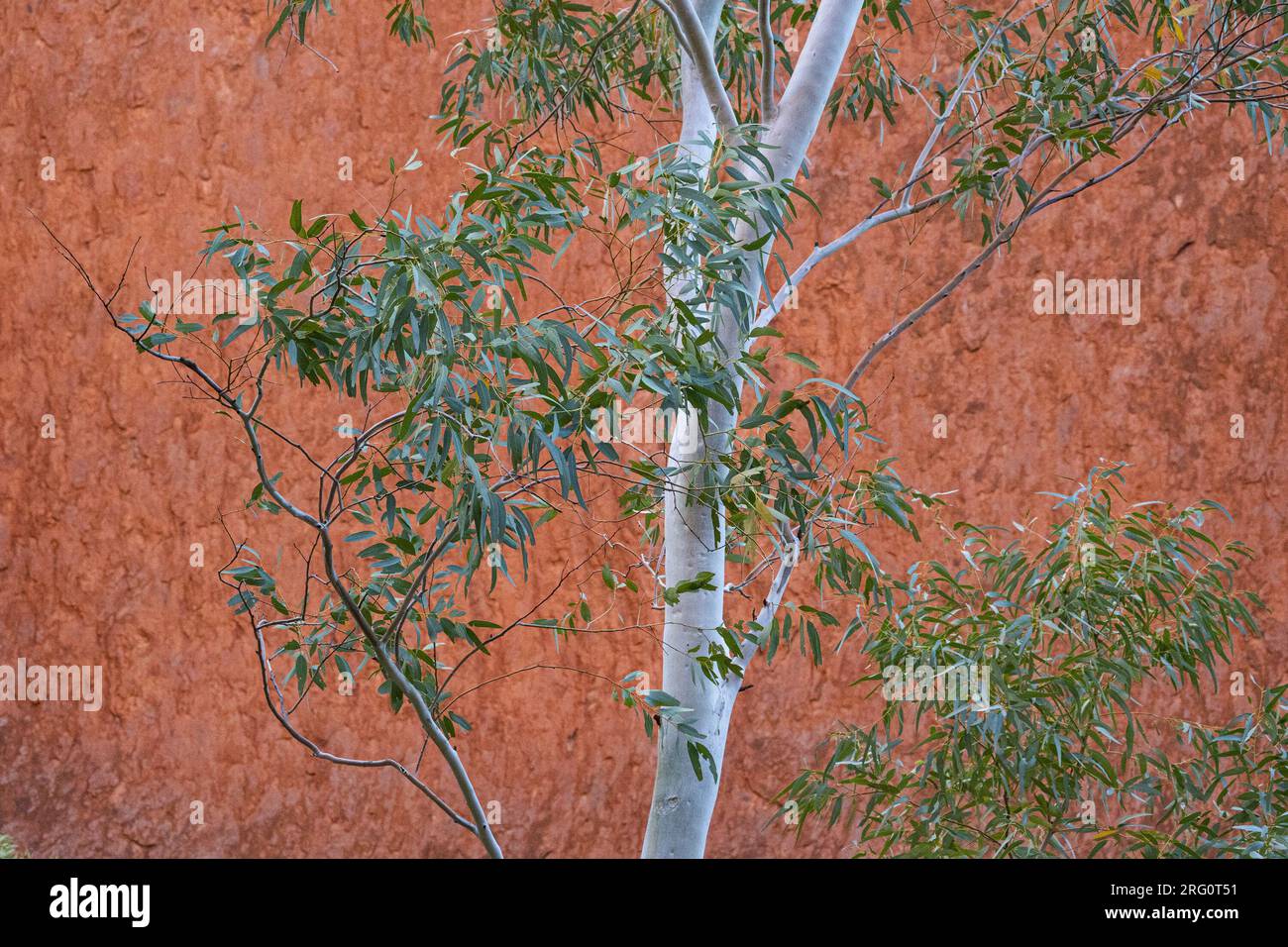 Das arkotische Sandsteingesicht des Uluru im Kontrast zum Blattwerk und Silberstamm eines Geistergums (Corymbia aparrerinja). Uluru-Kata Tjuta-Nationalpark, N Stockfoto