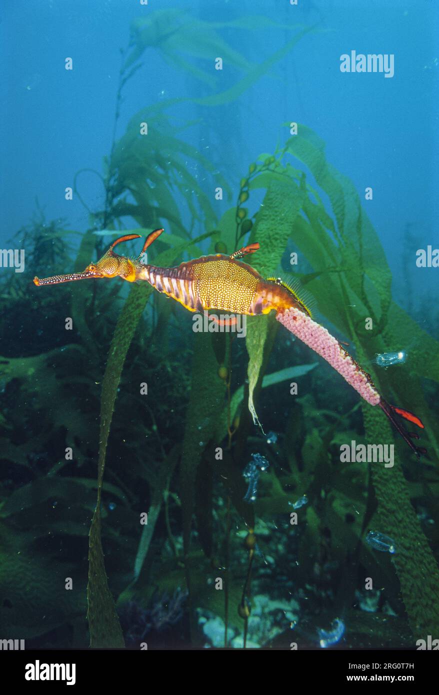 Seadragon (Phyllopteryx taeniolatus), männliche Eier. Wie Seepferdchen kümmern sich Seadragon-Männchen um die sich entwickelnden Eier. Die Frauen lagen um die 120 e Stockfoto