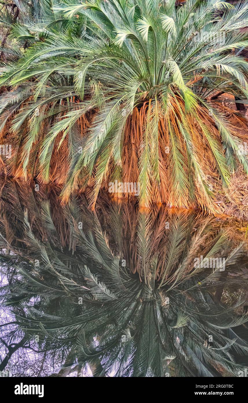 MacDonnell Ranges Cycad (Macrozamia macdonnellii), reflektiert im Kings Canyon Waterhole in einem Gebiet, das als Garten Eden bekannt ist. Watarrka-Nationalpark Stockfoto