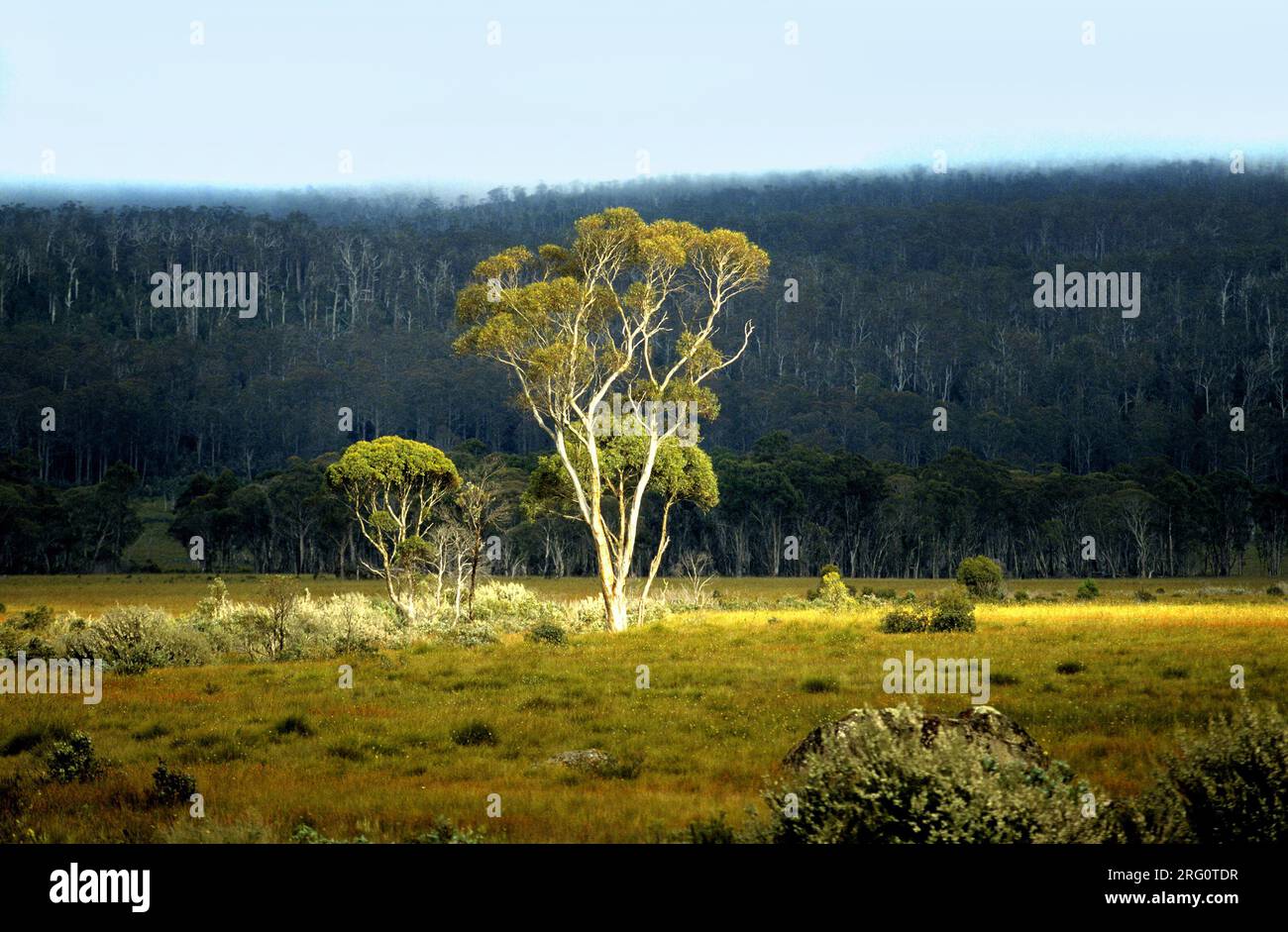 Sonnenfleck auf einem Baum in Landscape, Tasmanien Stockfoto