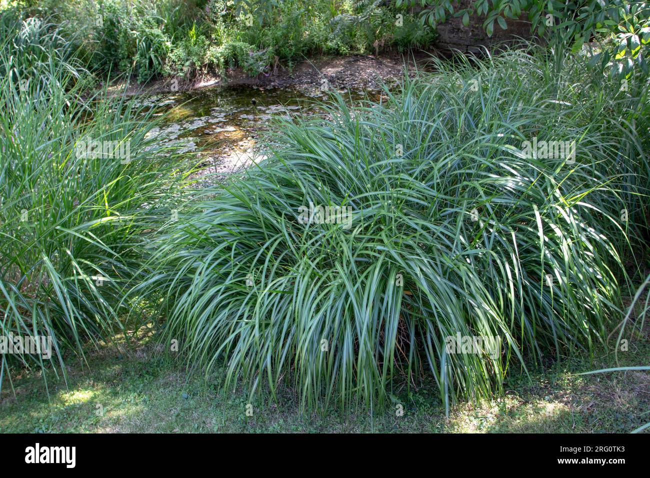 Das Ziergras Miscanthus sinensis var Zebrinus am schattigen Flussufer im Park. Zebragraspflanze mit gestreiftem Bogenblattwerk. Stockfoto