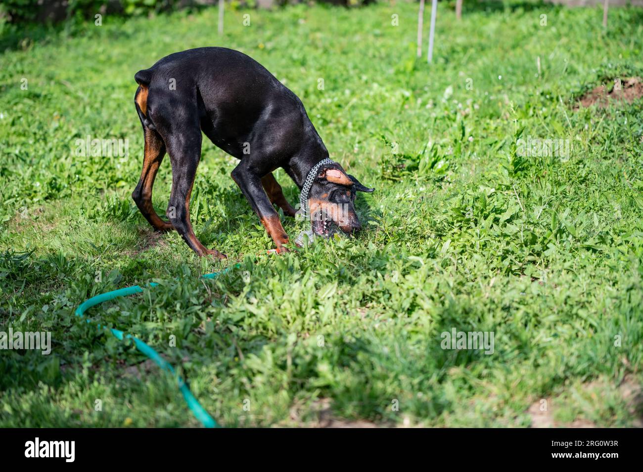Ein Doberman-Zuchthund spielt mit einem Schlauch und Wasser in seinem Garten. Ein erfrischendes Bad an einem heißen, sonnigen Tag. Stockfoto