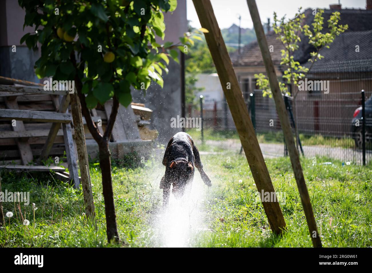 Ein Doberman-Zuchthund spielt mit einem Schlauch und Wasser in seinem Garten. Ein erfrischendes Bad an einem heißen, sonnigen Tag. Stockfoto